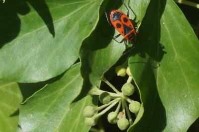 <i>Pyrrhocoris apterus</i>