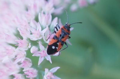 <i>Lygaeus equestris/simulans</i>