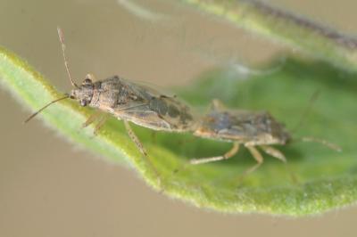 <i>Nysius graminicola</i>
