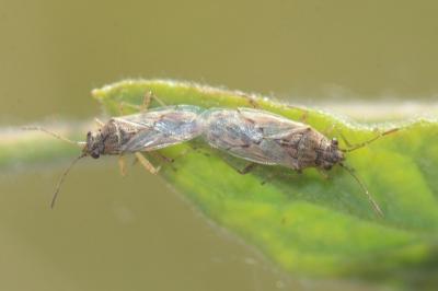 <i>Nysius graminicola</i>