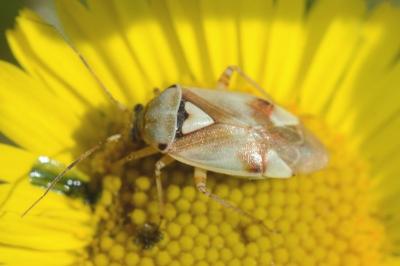 <i>Lygus pratensis</i>