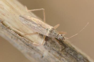 <i>Nabis pseudoferus</i>