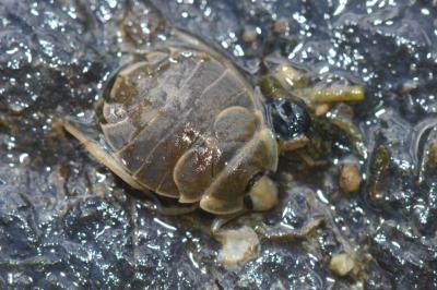 <i>Aphelocheirus aestivalis</i>