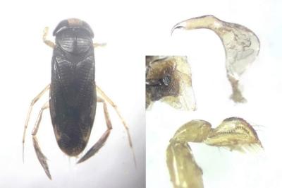 <i>Sigara semistriata</i>