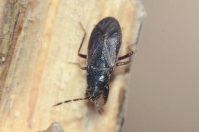 <i>Drymus ryeii</i>