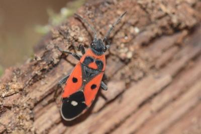 <i>Melanocoryphus albomaculatus</i>