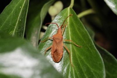 <i>Gonocerus acuteangulatus</i>