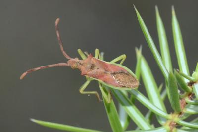 <i>Gonocerus juniperi</i>