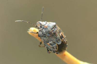 <i>Holcogaster fibulata</i>
