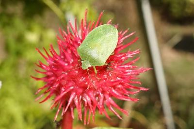 <i>Nezara viridula</i>