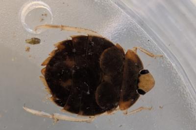 <i>Aphelocheirus aestivalis</i>