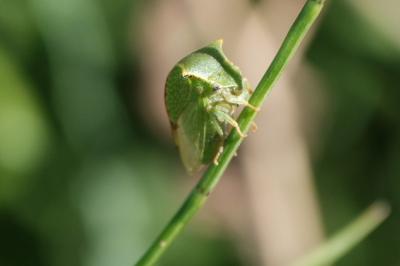 <i>Stictocephala alta</i>