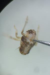 <i>Issus</i>