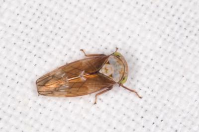 <i>Acericerus</i>