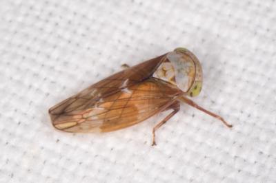 <i>Acericerus</i>