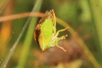 <i>Stictocephala alta</i>