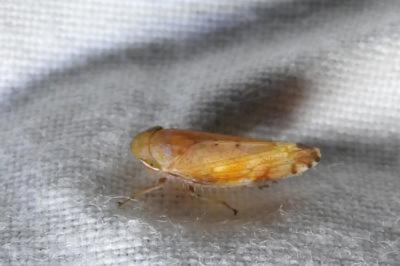 <i>Fieberiella florii</i>