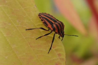 <i>Graphosoma italicum</i>