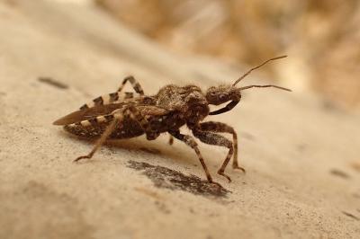 <i>Coranus griseus</i>