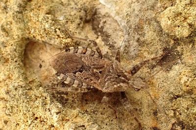 <i>Coranus griseus</i>