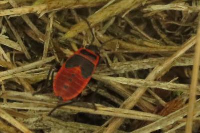 <i>Pyrrhocoris apterus</i>