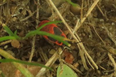 <i>Pyrrhocoris apterus</i>