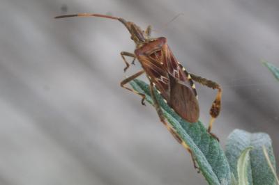 <i>Leptoglossus occidentalis</i>