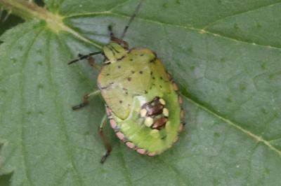 <i>Nezara viridula</i>
