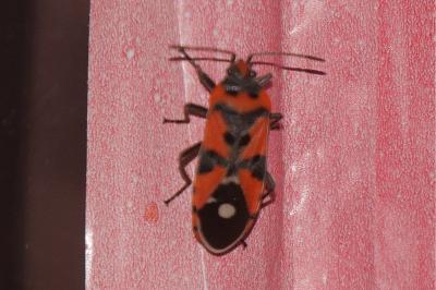 <i>Lygaeus equestris/simulans</i>