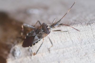 <i>Leptoglossus occidentalis</i>