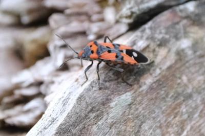 <i>Lygaeus equestris/simulans</i>