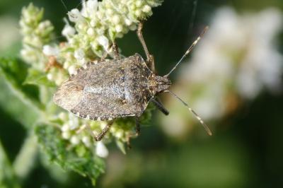 <i>Halyomorpha halys</i>