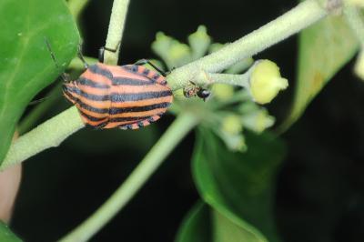 <i>Graphosoma italicum</i>