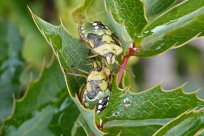 <i>Nezara viridula</i>