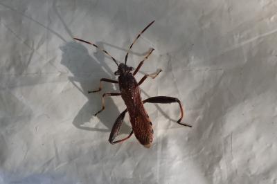 <i>Camptopus lateralis</i>