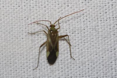 <i>Adelphocoris lineolatus</i>