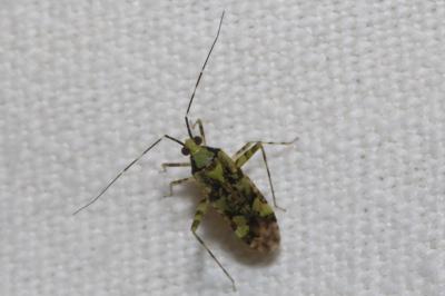 <i>Phytocoris tiliae</i>
