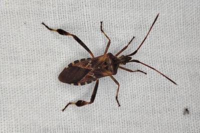 <i>Leptoglossus occidentalis</i>