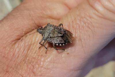 <i>Halyomorpha halys</i>