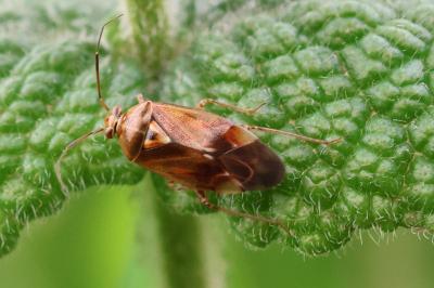 <i>Lygus pratensis</i>