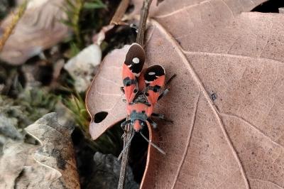 <i>Lygaeus equestris/simulans</i>