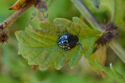 <i>Nezara viridula</i>