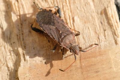 Ceraleptus obtusus