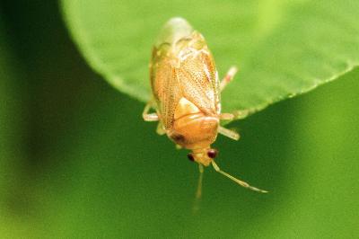 Deraeocoris lutescens