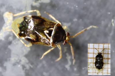 Deraeocoris lutescens