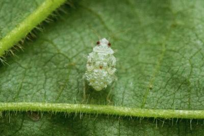Deraeocoris lutescens