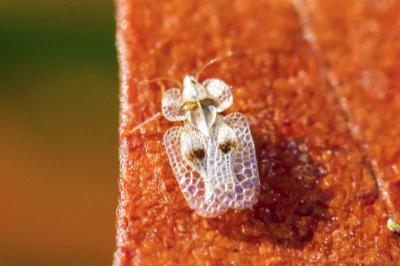 Corythucha ciliata