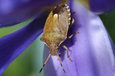 Peribalus strictus