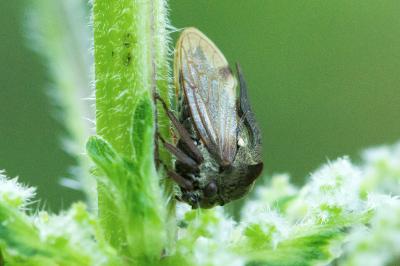 Centrotus cornutus