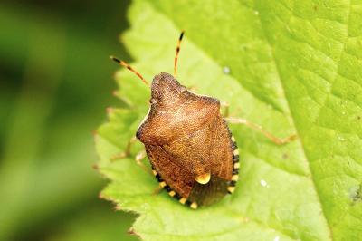 Peribalus strictus